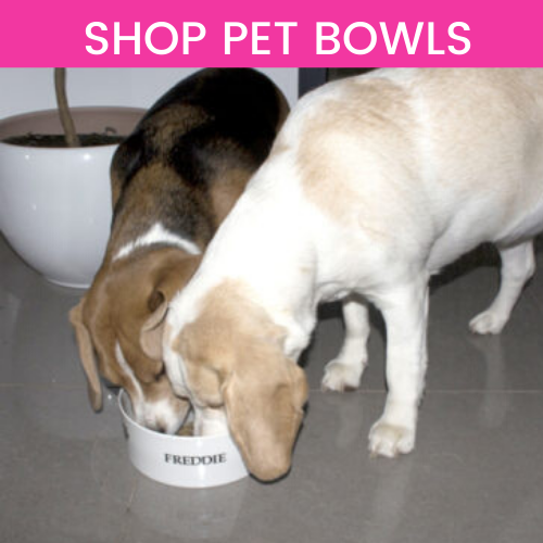 Shop Pet Bowls